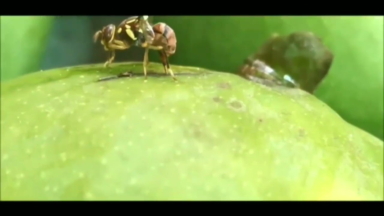 How to control FRUITFLY in fruit and vegetables (use kangetakilimo fruit fly traps +255717274387