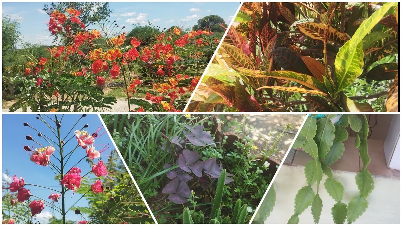 E AS MINHAS PLANTINHAS ESTÃO ASSIM LINDAS DEPOIS DAS CHUVAS