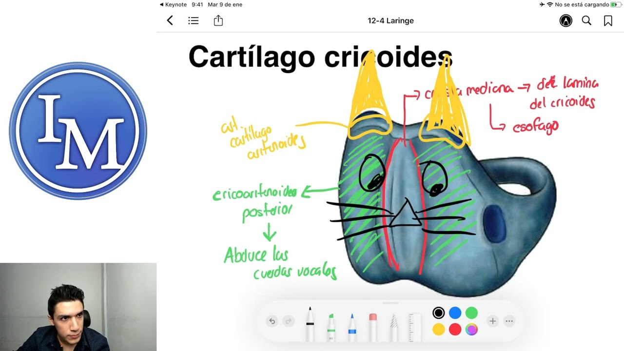 Anatomía de la Laringe