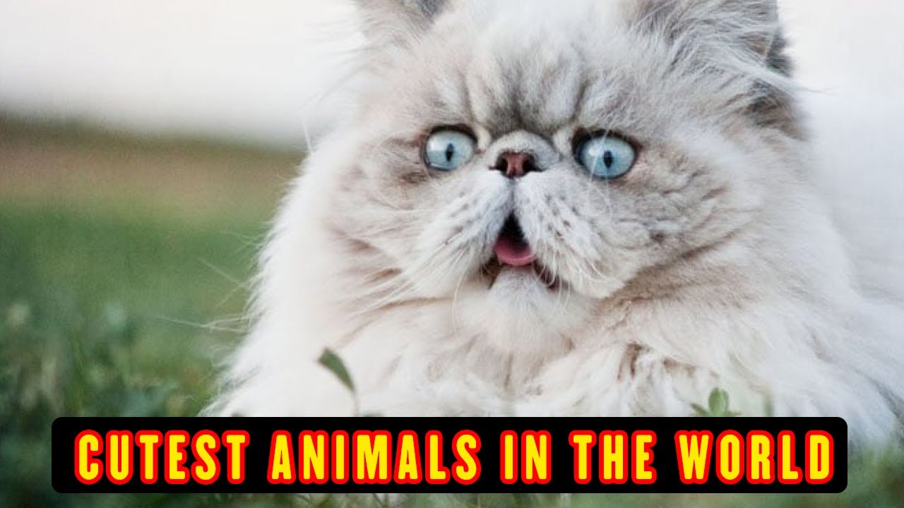 Top 12 Cutest Animals In The World