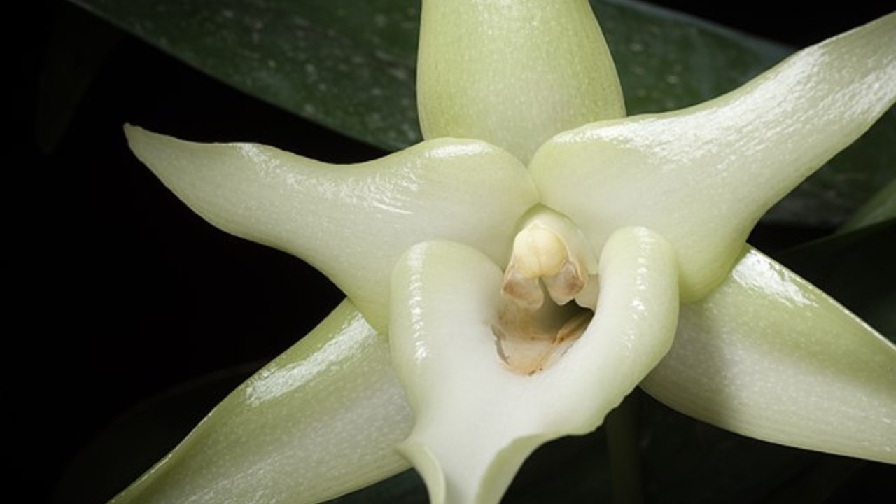 La Orquídea de Navidad - Angraecum sesquipedale