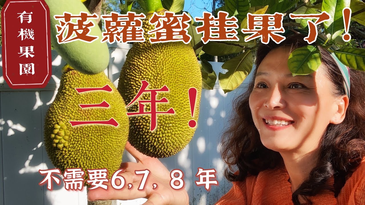【果树种植5⃣️菠萝蜜】菠萝蜜实生苗，三年就让它结果有办法！