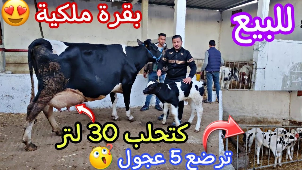 تبارك الله🎇 بقرة ملكية🏅🏅ترضع 5 العجول كتحلب 30 لتر🌀 إتصل 06.78.42.17.88 ألو نبيل نواحي الغرب🇲🇦