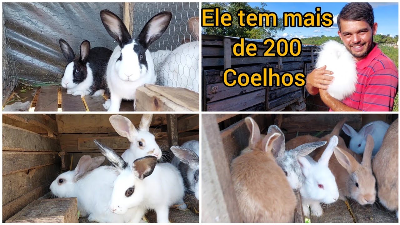 ELE  INVESTIU  NA CRIAÇÃO DE COELHOS E ESTÁ TENDO BOM RESULTADO