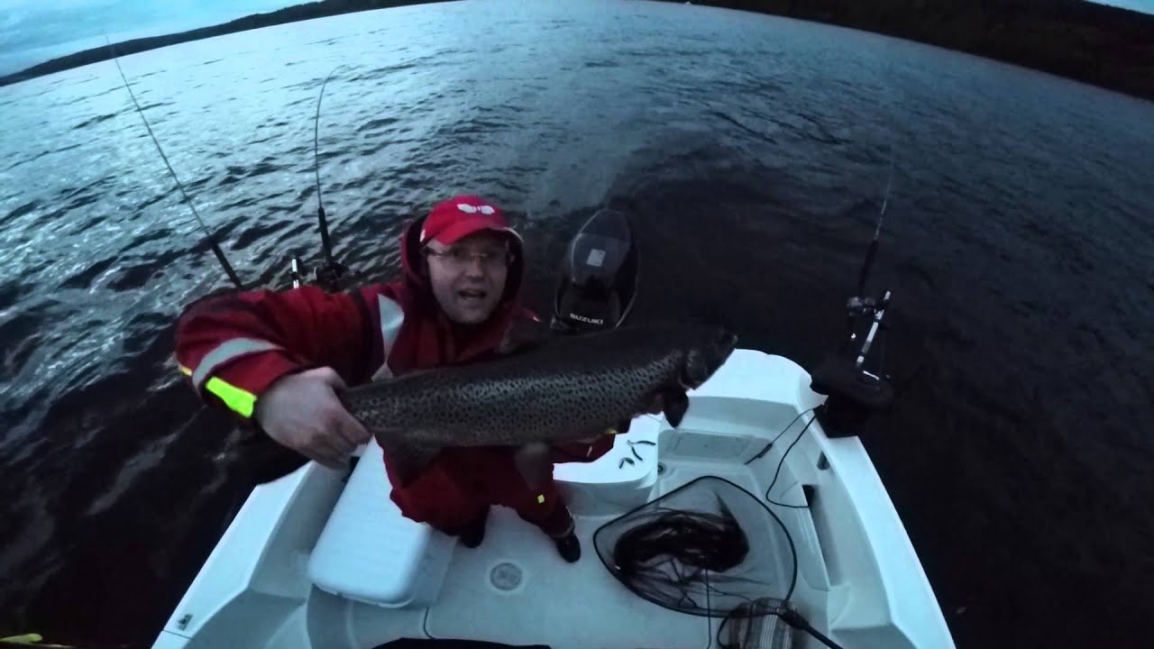 Ørret-bonanza på Mjøsa - hunderørret (10,43 kg) - big brown trout