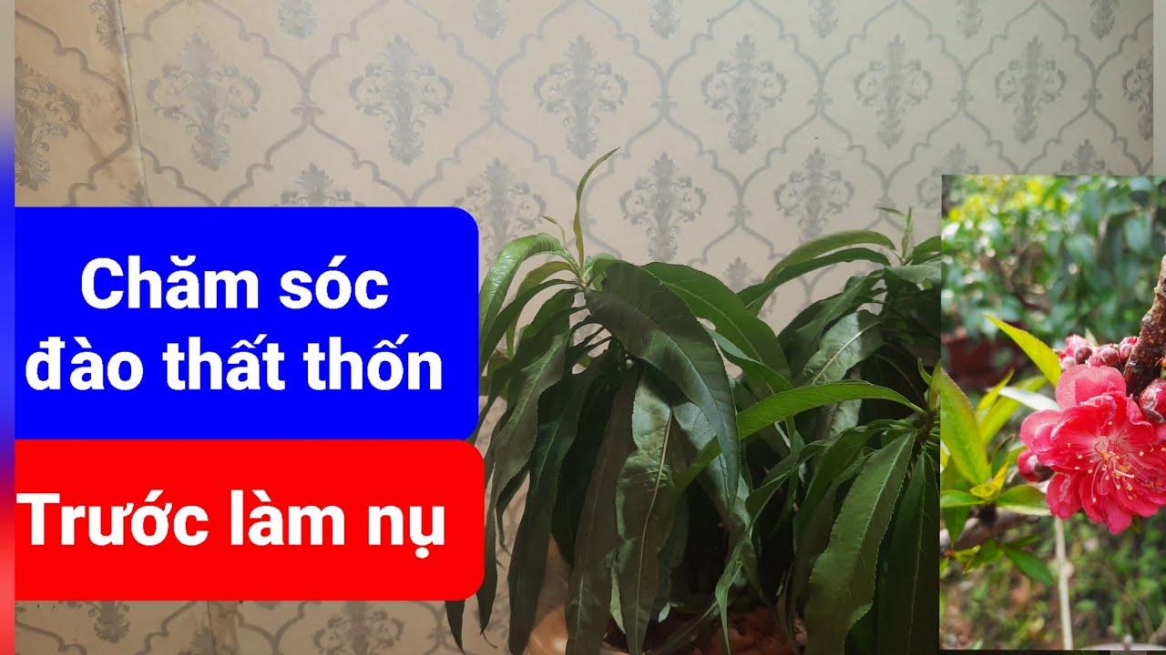 Chăm sóc đào thất thốn trước làm nụ