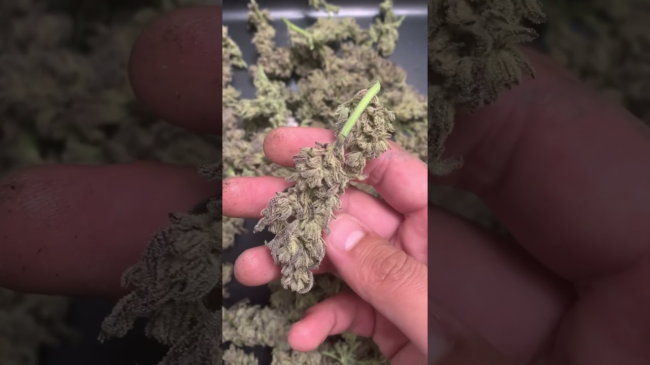 Pave Compound Genetics Fresh Harvest