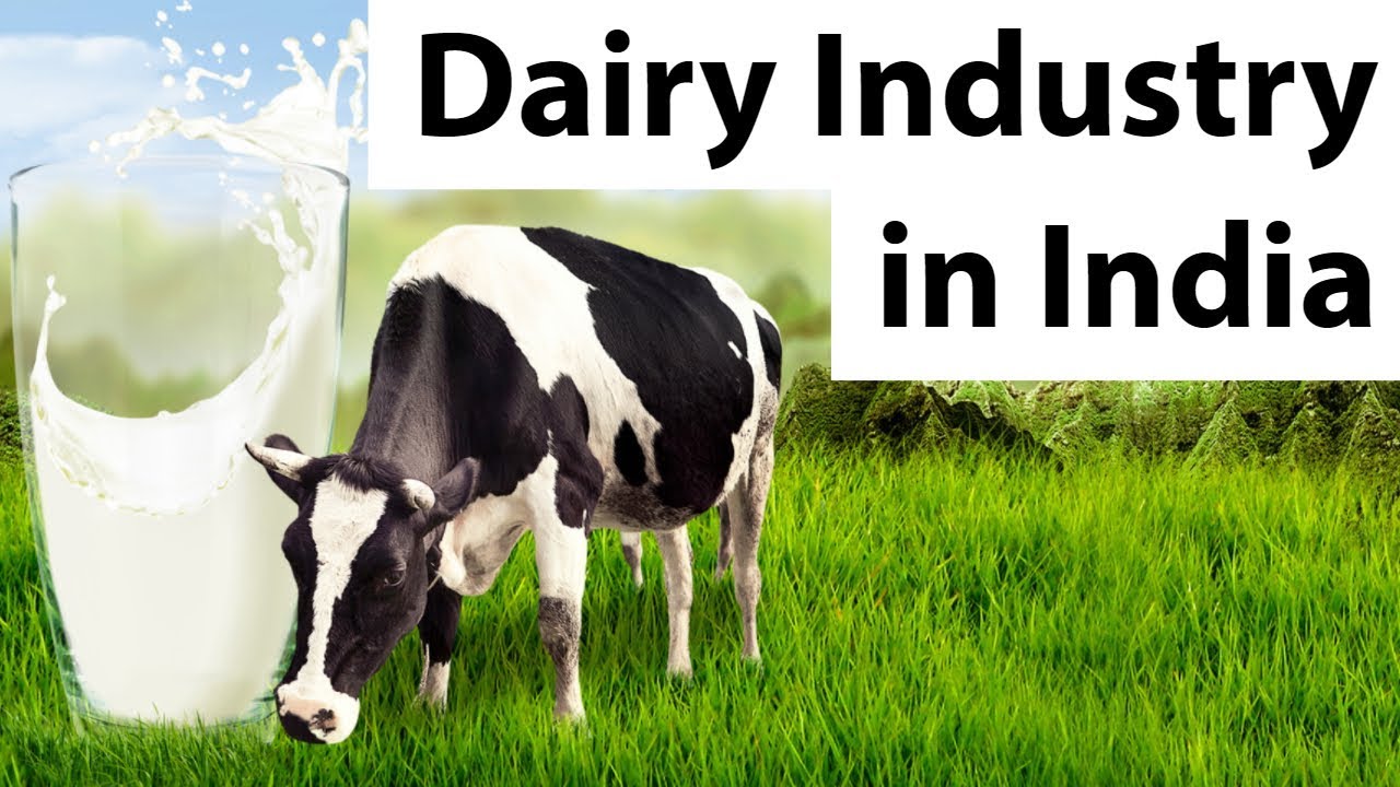 Dairy Industry in India - Problems, challenges and the future of Indian dairy industry