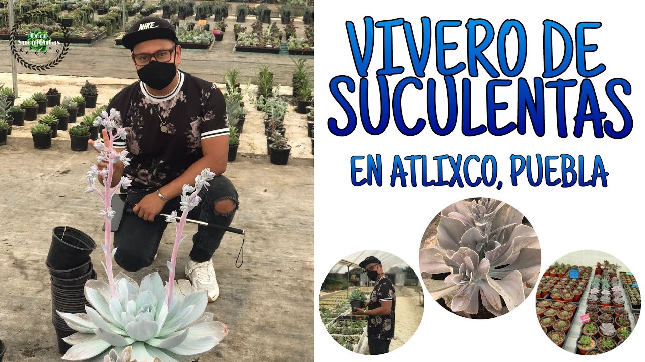 TOUR POR UN VIVERO DE SUCULENTAS EXOTICAS EN ATLIXCO, PUEBLA