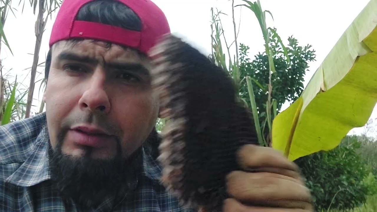 Trampa de Cocotero para atrapar ejambres de Abejas,  econ&oacute;mica y f&aacute;cil de colocar....