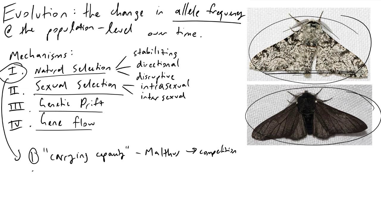 Fundamentals of Biological Evolution