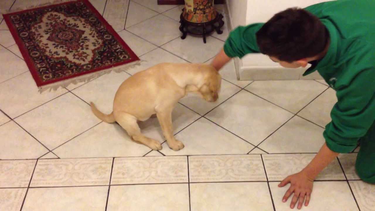 labrador cucciolo addestramento