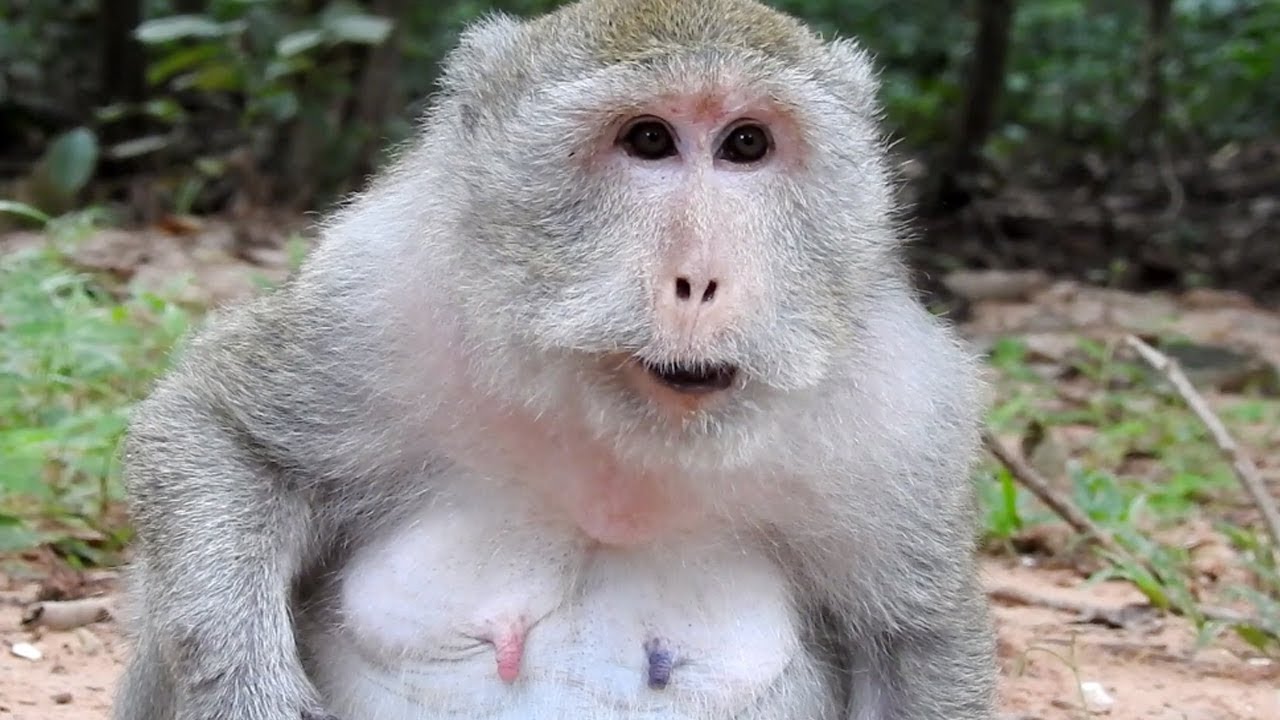 Old Fat Monkey Look Like Sick - Monkeys Eating Food