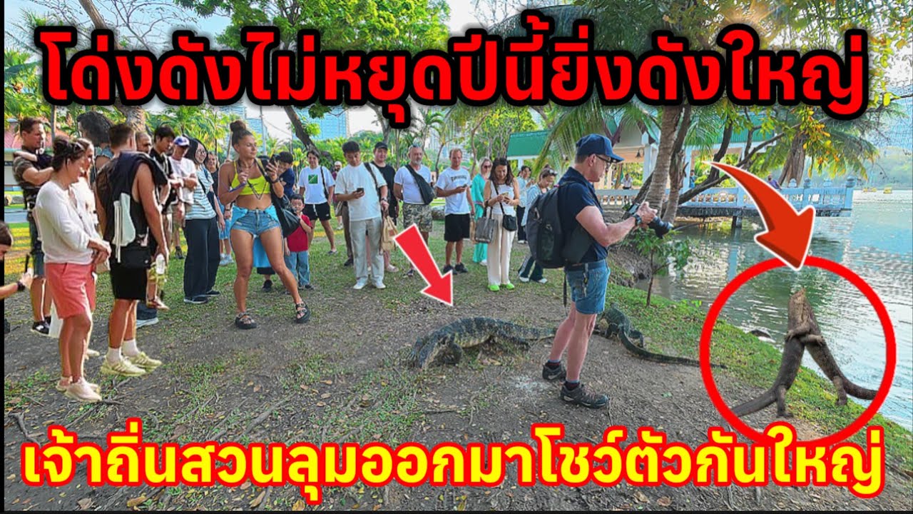 โด่งดังไม่หยุดปีนี้ยิ่งดังกันใหญ่เจ้าถิ่นสวนลุมออกมาโชว์ตัวให้นักท่องเที่ยวชาวต่างชาติได้ถ่ายรูป