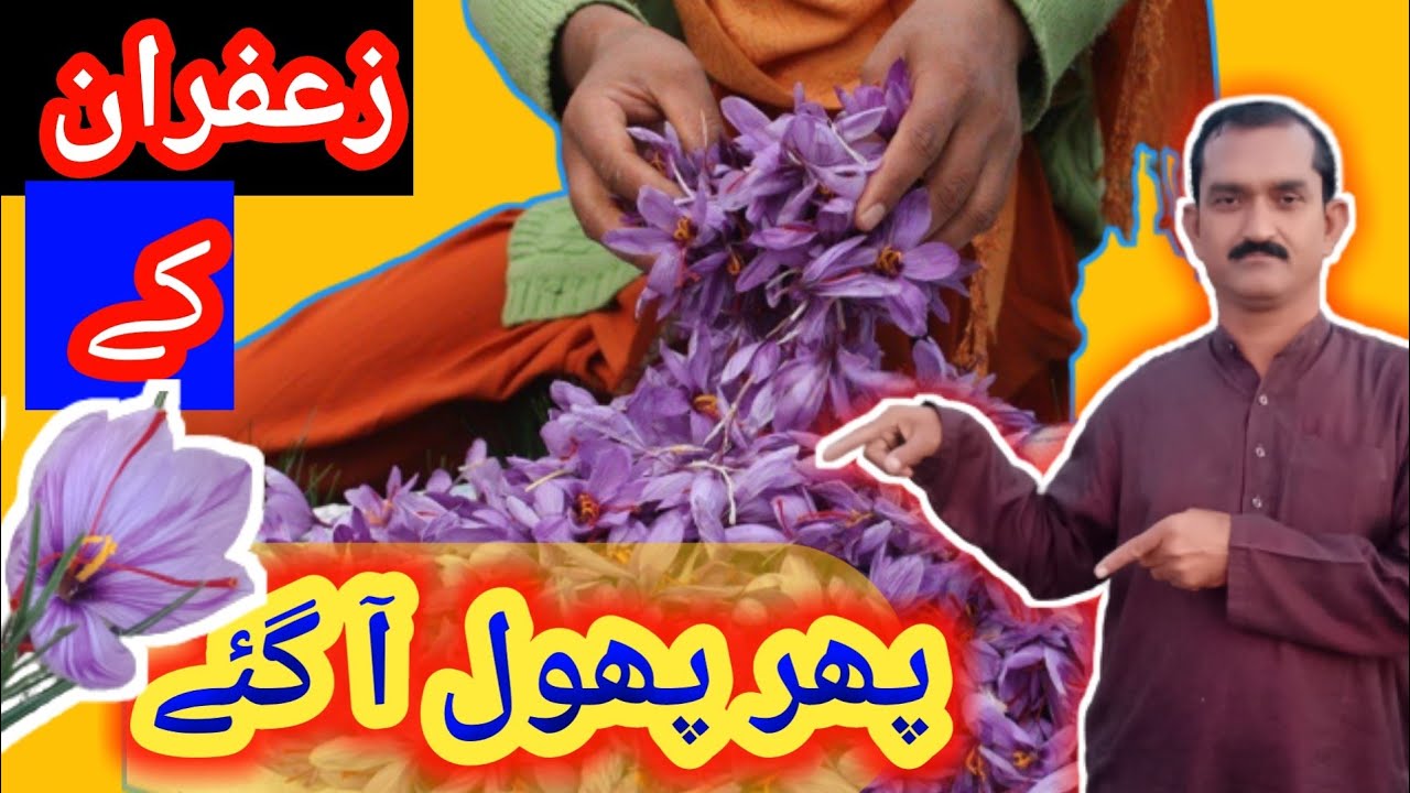 Zafran ki kasht in pakistan ./in pots/kesar/zafran flower harvest