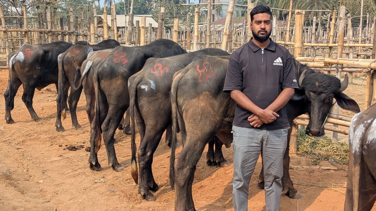বিসমিল্লাহ এগ্রো থেকে সেরা মানের মুররাহ জাতের মহিষ কিনুন একদম সীমিত পানির দামে।। 