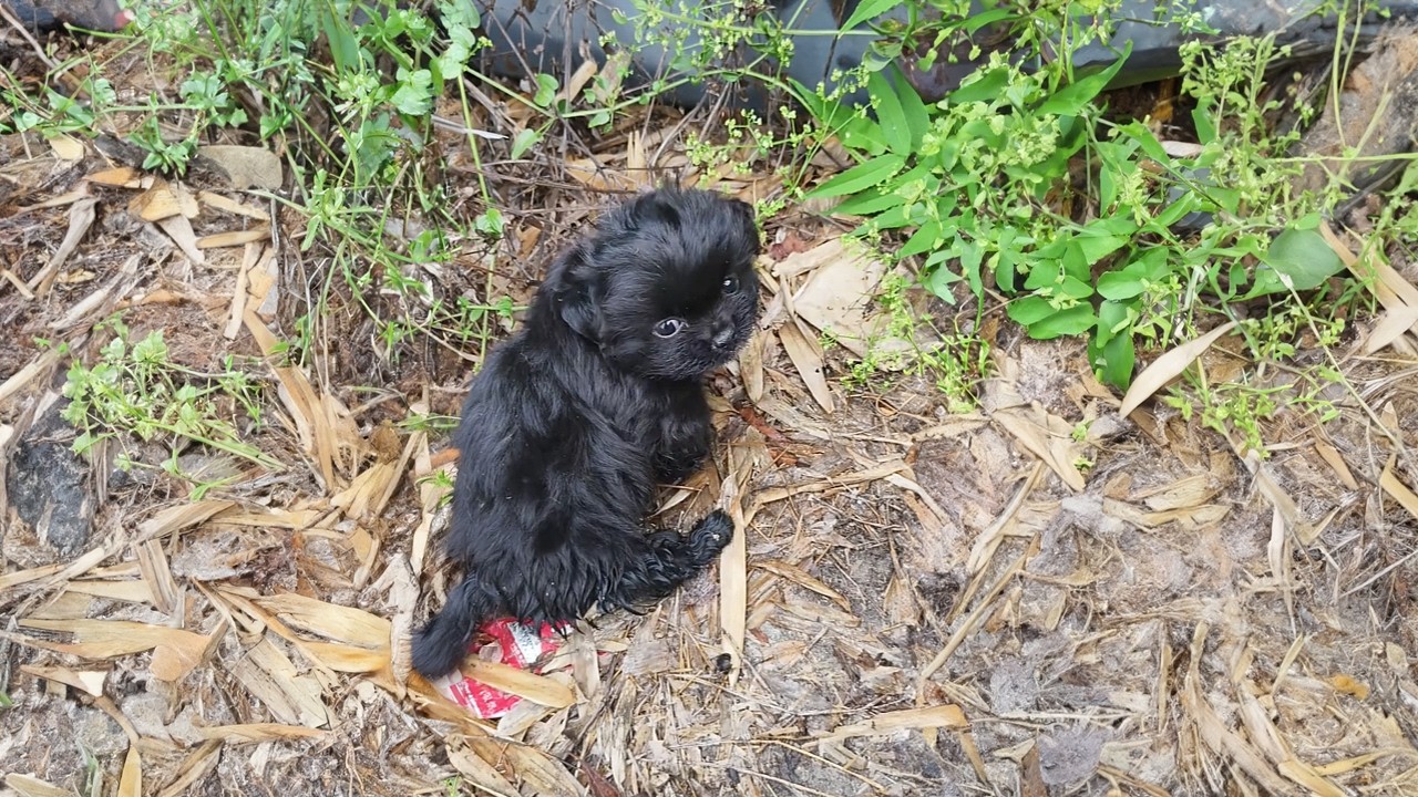 I Was So Happy to Find a Puppy, But the Vet Said He Will Never Walk Normally