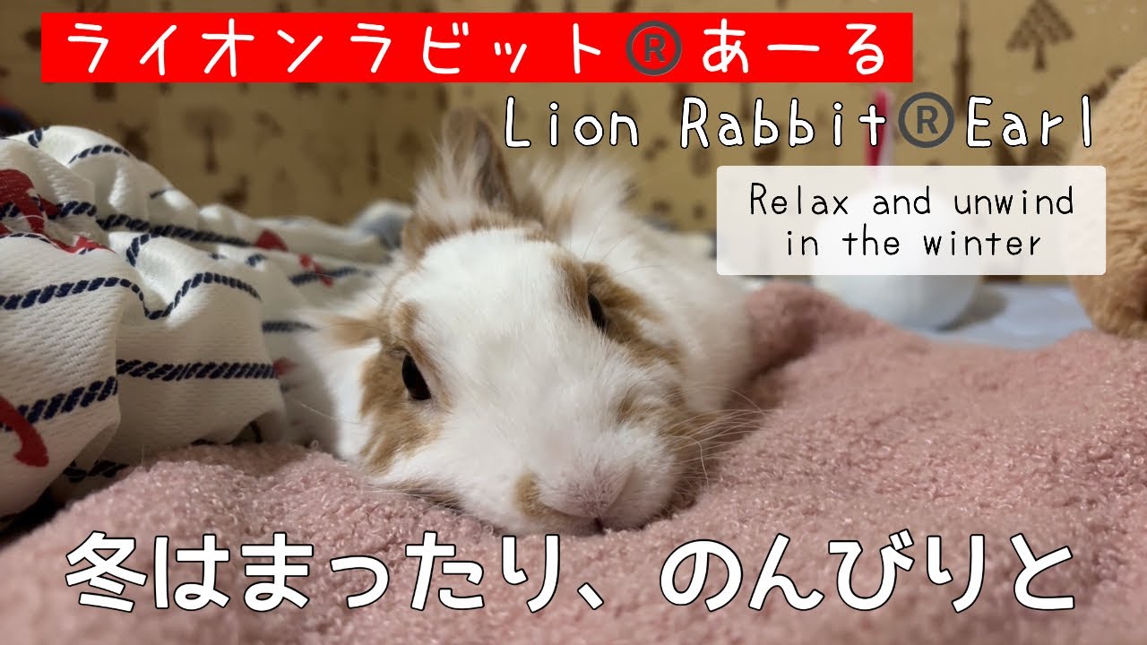 【のんびりする姿が可愛いすぎた😍】冬はまったり/寝袋を手に入れた/ある日の朝/びっくりした/おまけ
