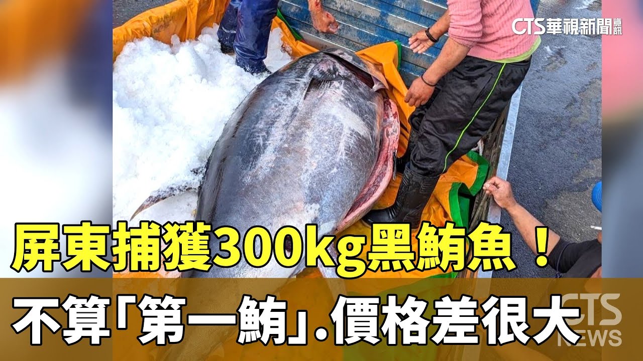 屏東捕獲300kg黑鮪魚！　不算「第一鮪」.價格差很大｜華視新聞 20240324