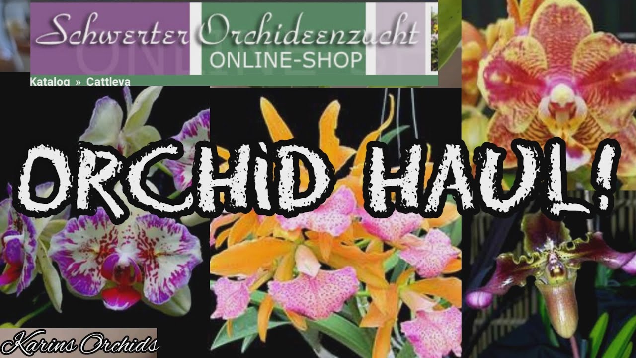 New Orchid Haul from Schwerter March 2021