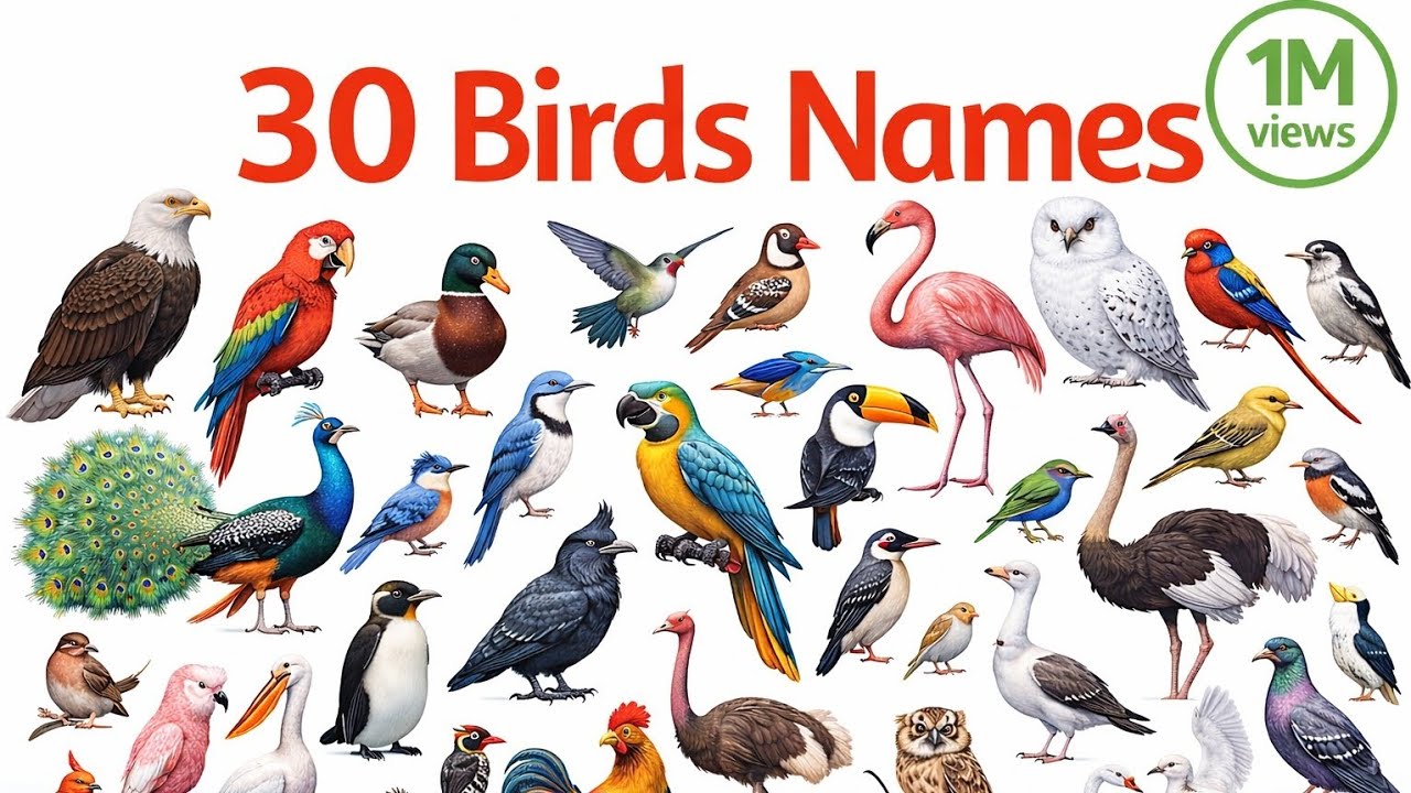 Birds Names | Learn 30 Birds Names with images #BirdsNames #KidsLearning #birdsnameinenglish 