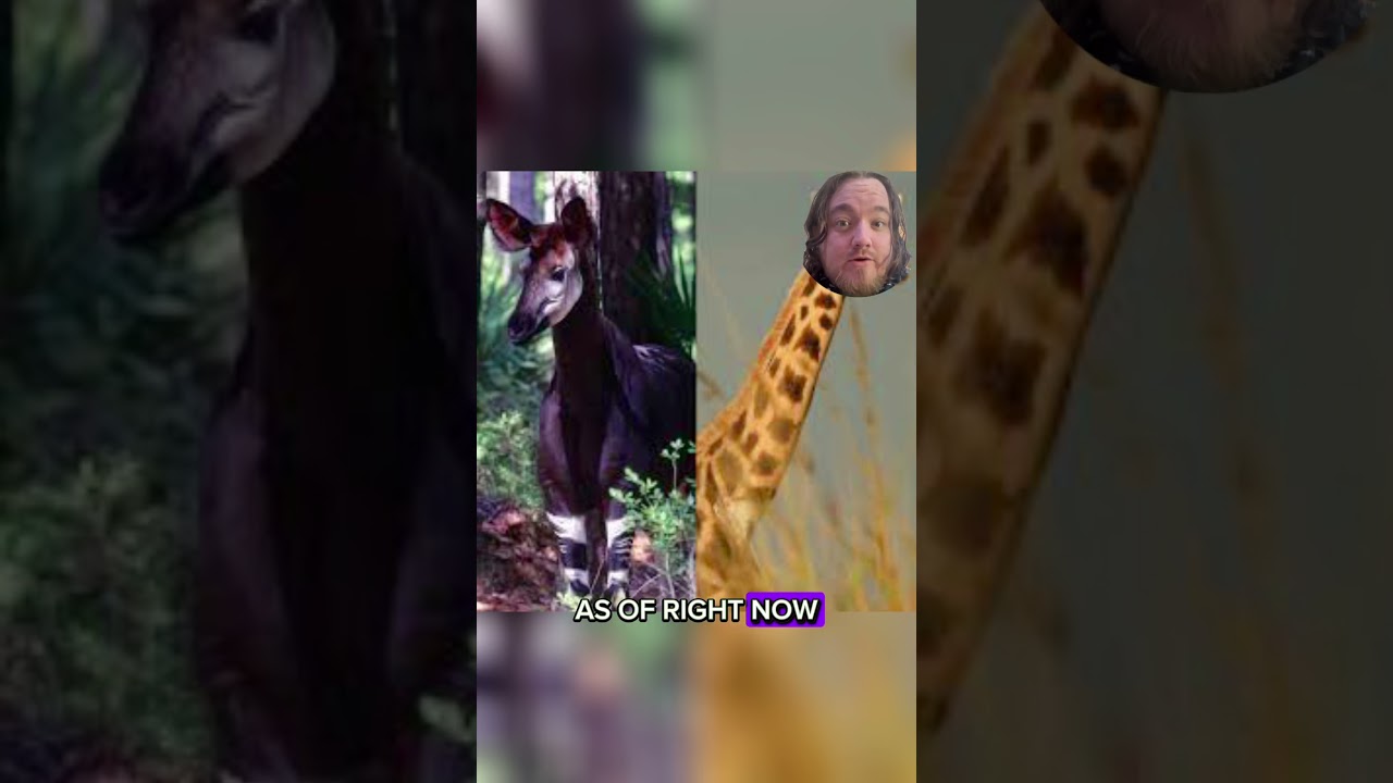 Okapi: Weird Wildlife #youtubeshorts