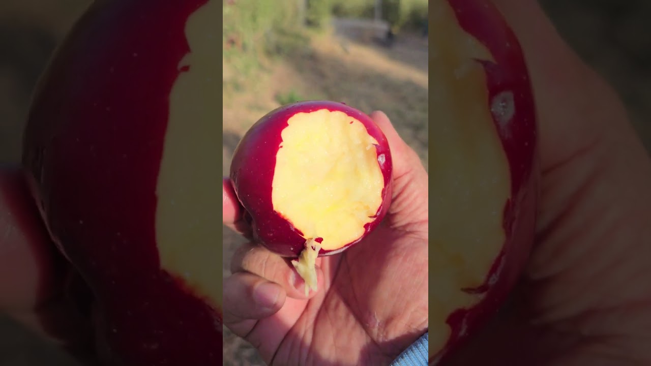 Себи Навъи Модӣ дар ноҳияи Варзоб
