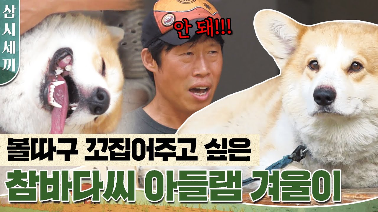 [#삼시세끼]를 뒤흔들어놓은 졸귀탱 겨울이 모음집 | #Diggle