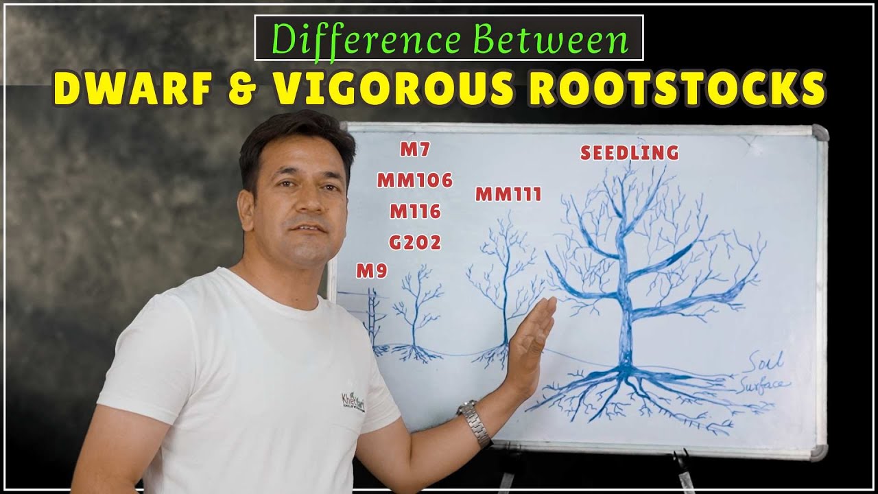 Dwarf vs Vigorous Rootstock: Samajhiye Fark aur Paani Ki Zarurat