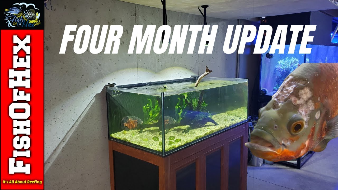 Rescue Oscar Fish Health Update | Hole in the Head Disease