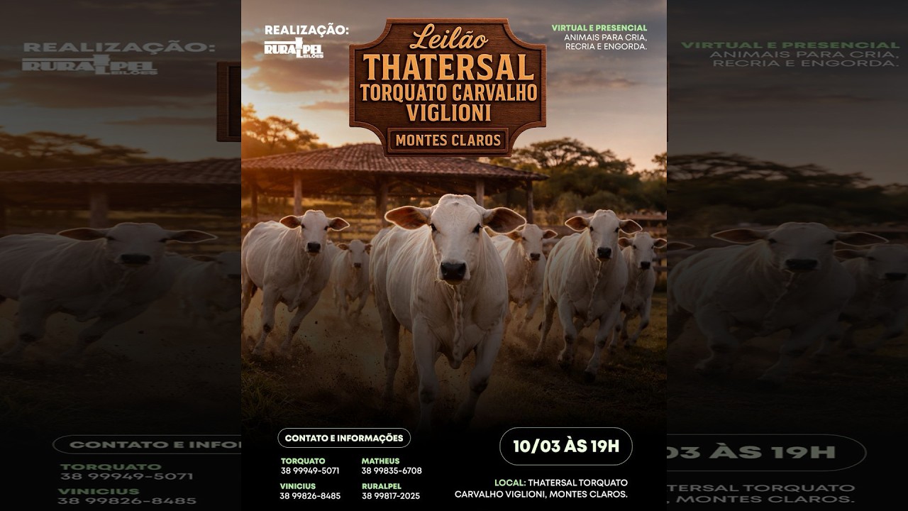 Leilão do Tathersal Torquato Carvalho Viglioni | Montes Claros/MG