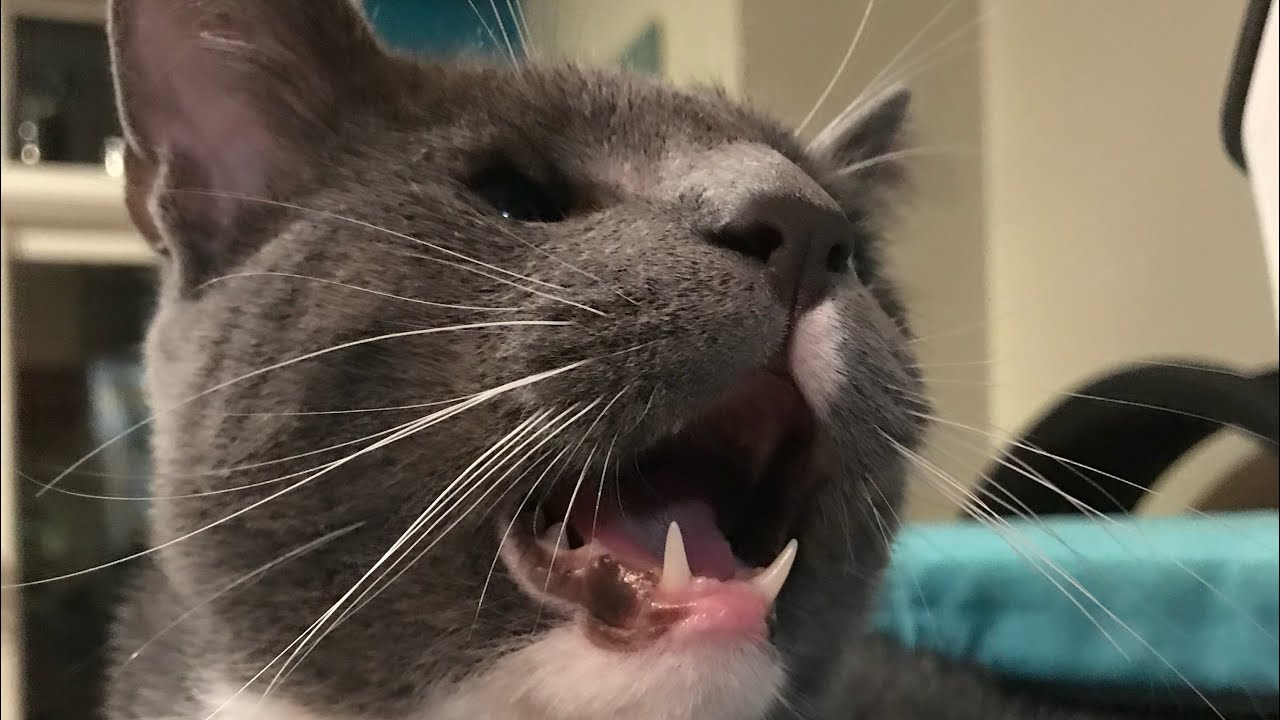 “Snitches Get Stitches” - Guppy | BilliSpeaks