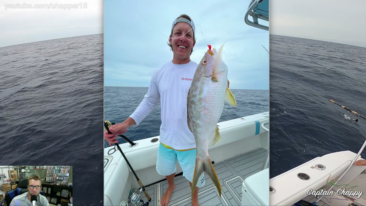 Monster yellowtail snapper and mangrove snapper SHALLOW in the Gulf of Mexico.
