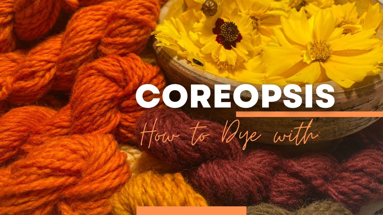 How to Dye with Coreopsis I Tickseed I Calliopsis @WildcraftDyeing