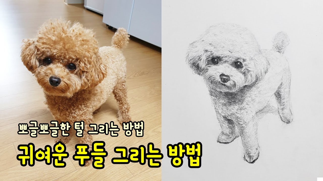 [가볼쌤] 귀여운 푸들 그리는 방법