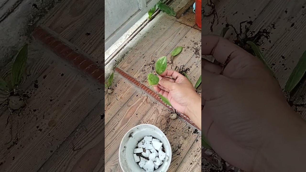 ZAMIA VARIGATA hasil stek daun dan batang 