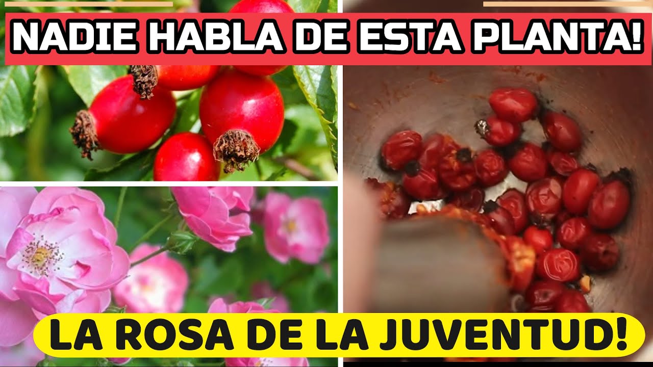 La Planta Que Te Hará MÁS JOVEN! EL ELIXIR De La JUVENTUD! La Rosa Mosqueta