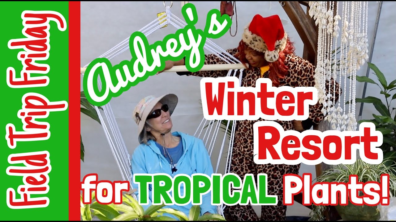 Field Trip Friday- Audrey's Winter Resort for Tropical Plants (Ocala, FL)