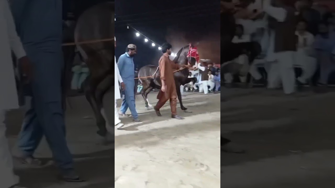new beautiful classical horse dance in Pakistan
