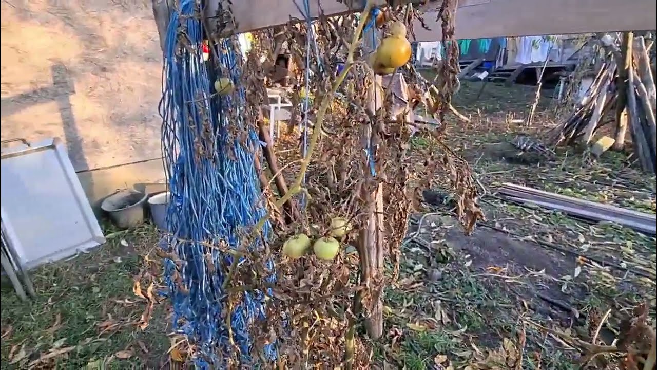 Scoatem roșiile