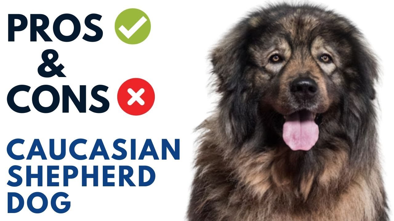 Caucasian shepherd Pros and Cons | Caucasian Ovcharka Advantages and Disadvantages