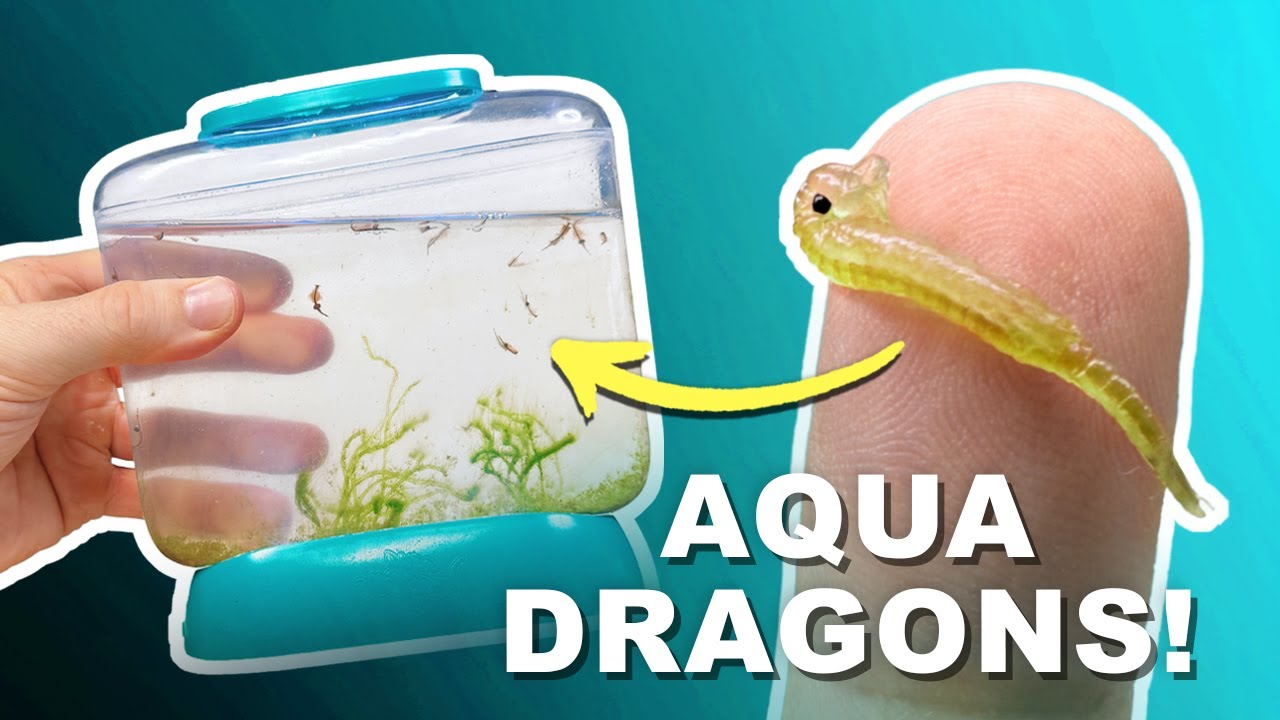 Aqua Dragons Deluxe Underwater World | Unboxing & Review!