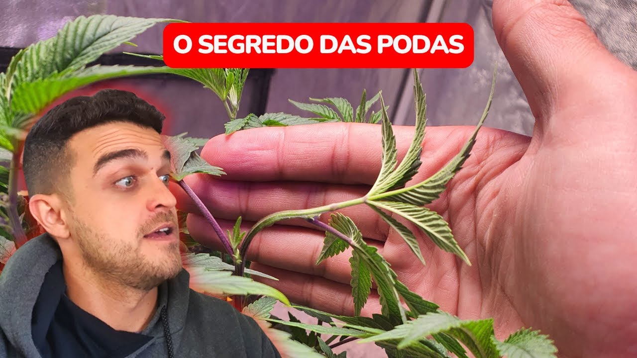 O segredo das PODAS no cultivo indoor