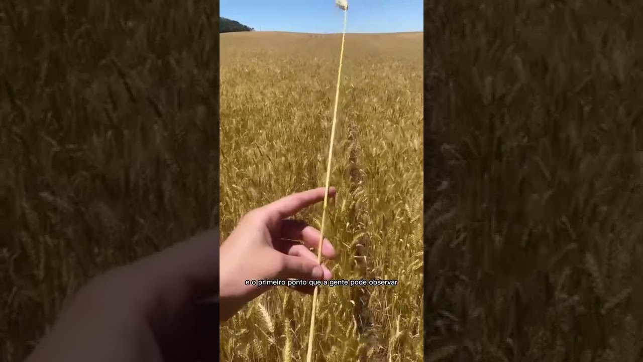 Desseca&ccedil;&atilde;o pr&eacute; colheita do trigo, momento ideal. *Glufosinato*