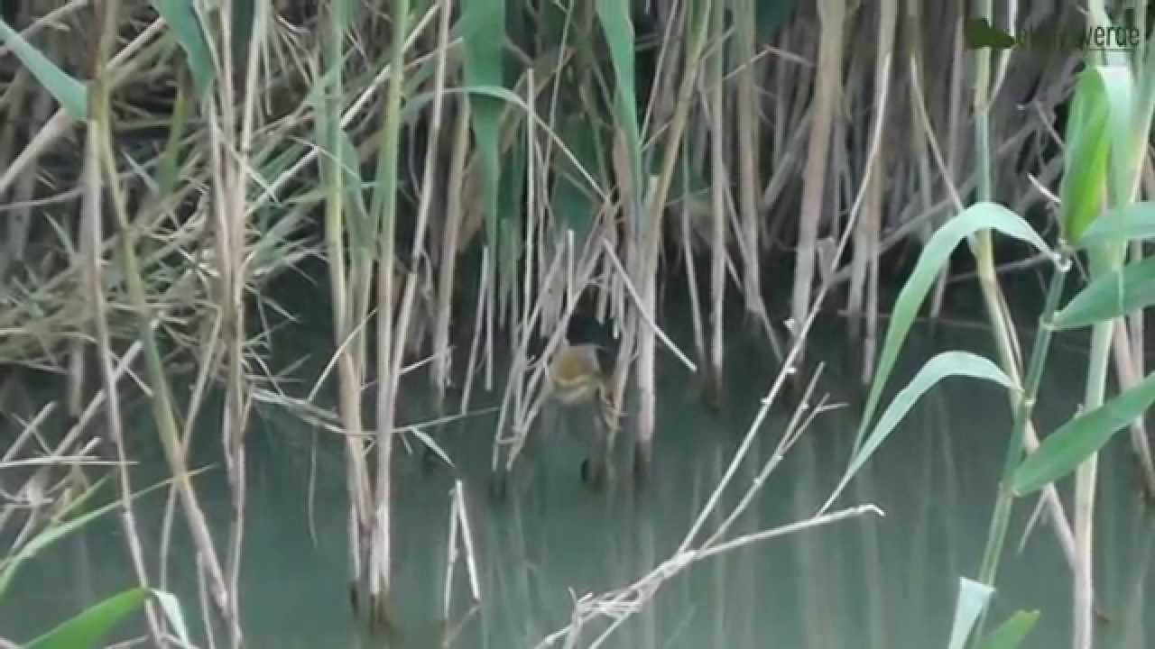 elclickverde - Avetorillo com&uacute;n: de pesca en el Segura