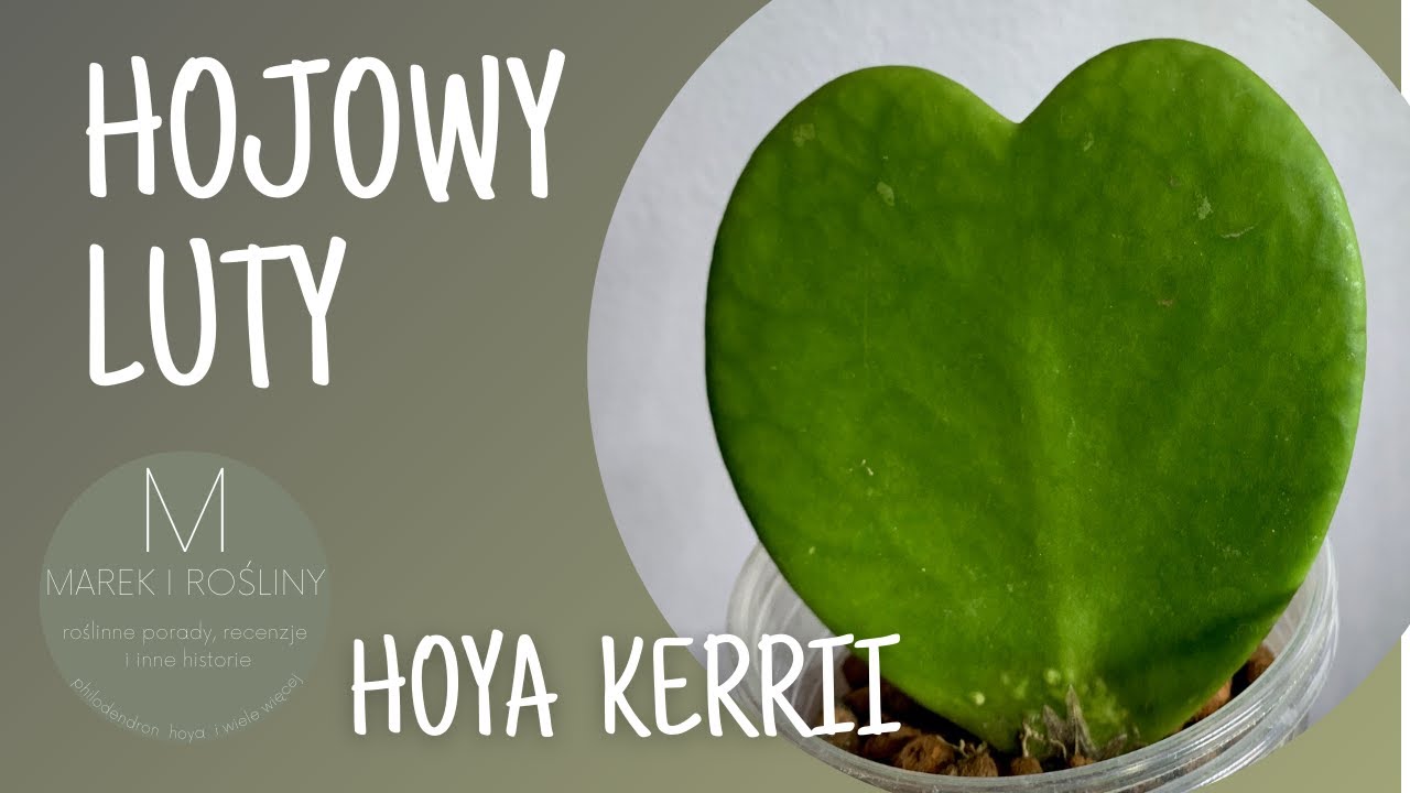 Hoya kerrii - walentynkowy hit! Jak nie dać się oszukać.