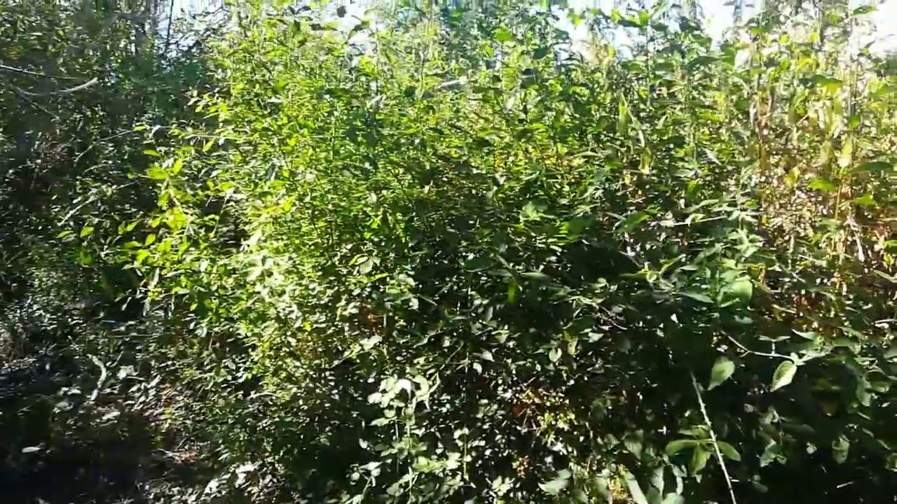 Plessage de saules &eacute;pisode 3