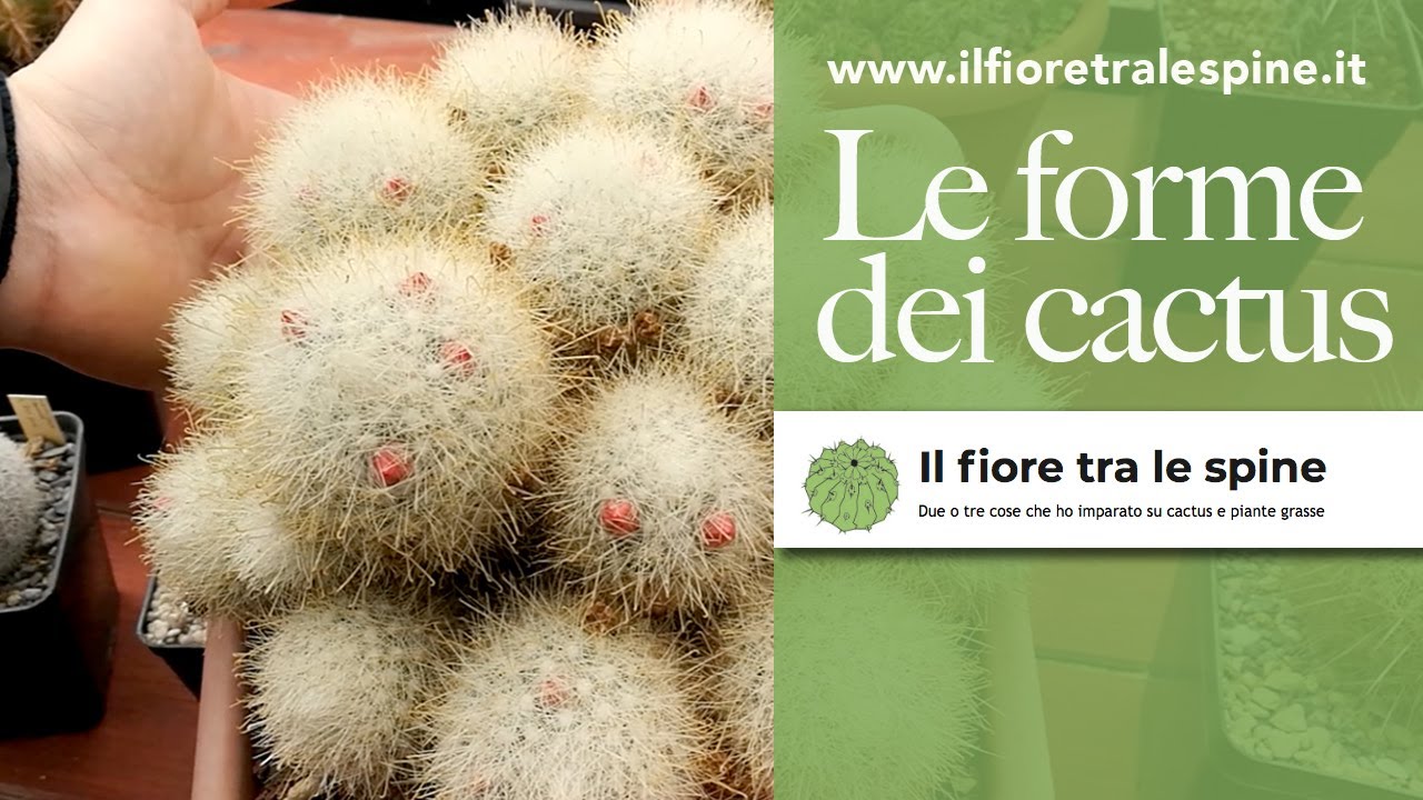 Le forme dei cactus: globosa, colonnare, accestita...