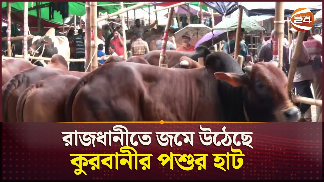 রাজধানীতে জমে উঠেছে কুরবানীর পশুর হাট | Kurbanir Haat | Dhaka | Channel 24