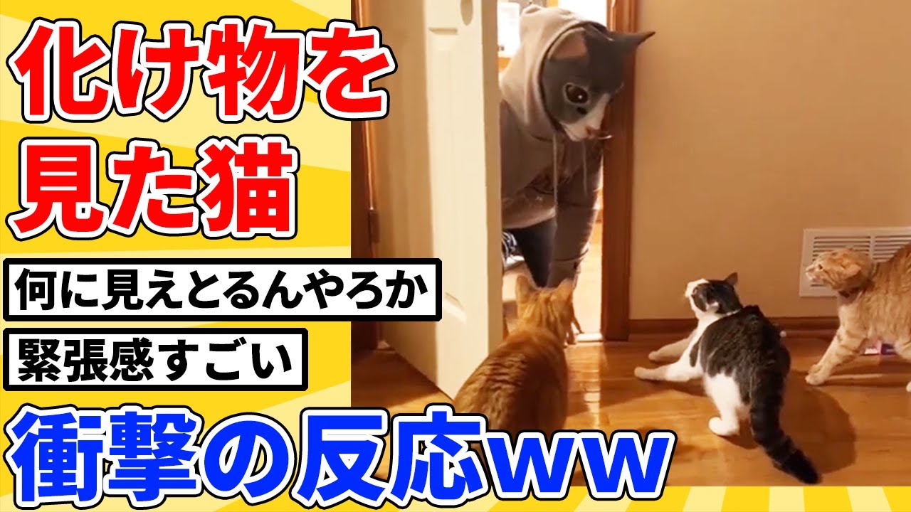 【2ch動物スレ】巨大猫に変装した飼い主がネッコの目の前に現れた結果ｗｗｗｗ
